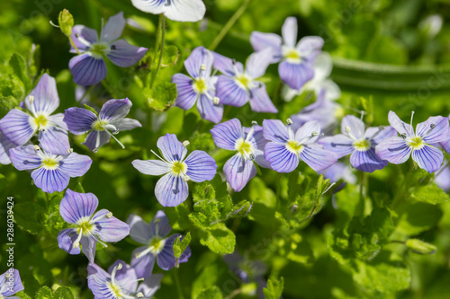 Forget-me-not close-up, small blue flowers in nature. Background postcard wallpaper floral composition.