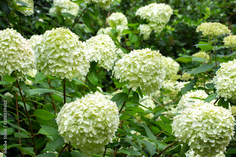 White caps blooming hydrangea bushes, white green White caps blooming hydrangea bushes, white green