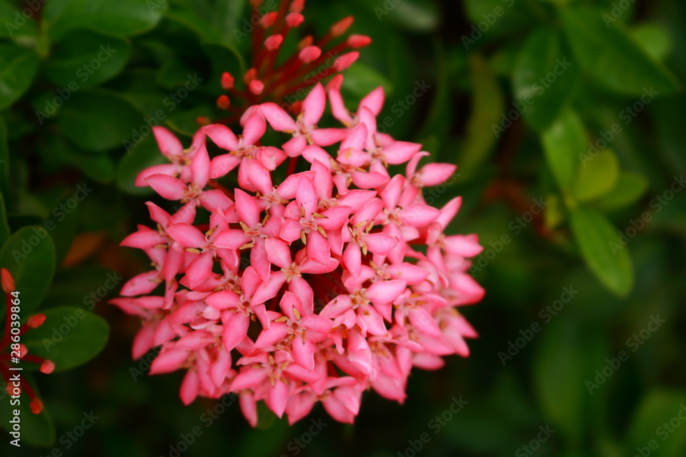 Pink beauty on sunny day, selective focus Pink beauty on sunny day, selective focus