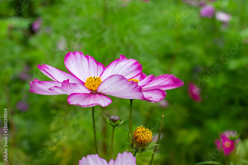 flower Cosmos bipinnatus close-up. Delicate pink fresh petal with a bright magenta edge