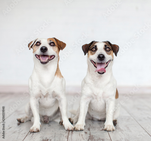 Two happy cute dogs at home