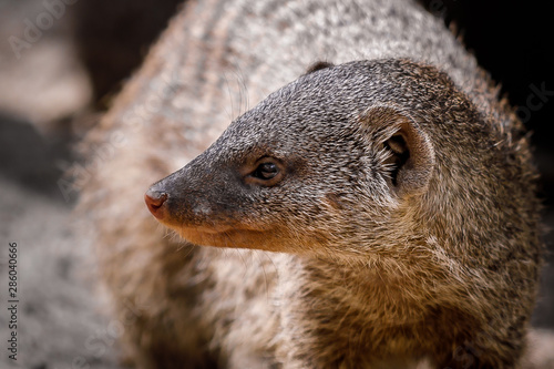 mongoose