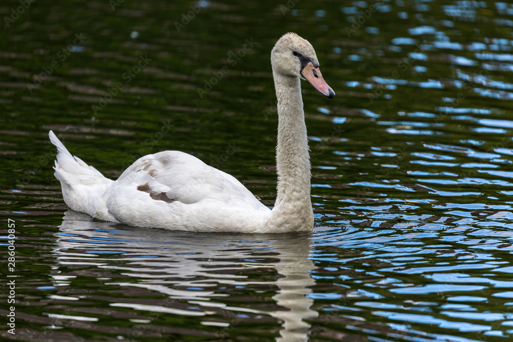 Fototapeta premium Swan in water