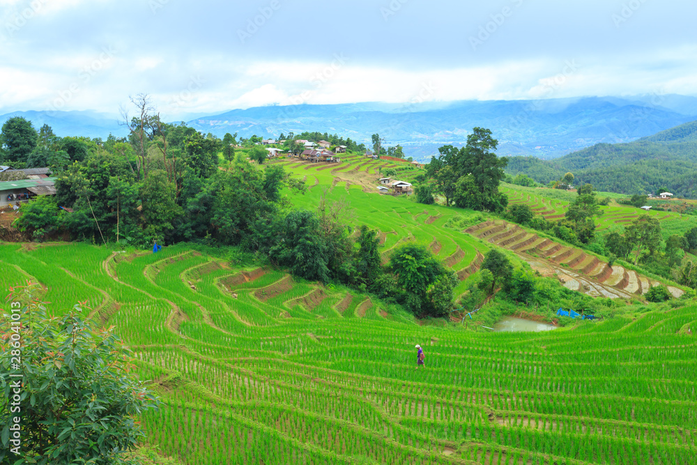 green rice terraces on holiday at pa bong paing village,  Mae-Jam Chiang mai, Thailand