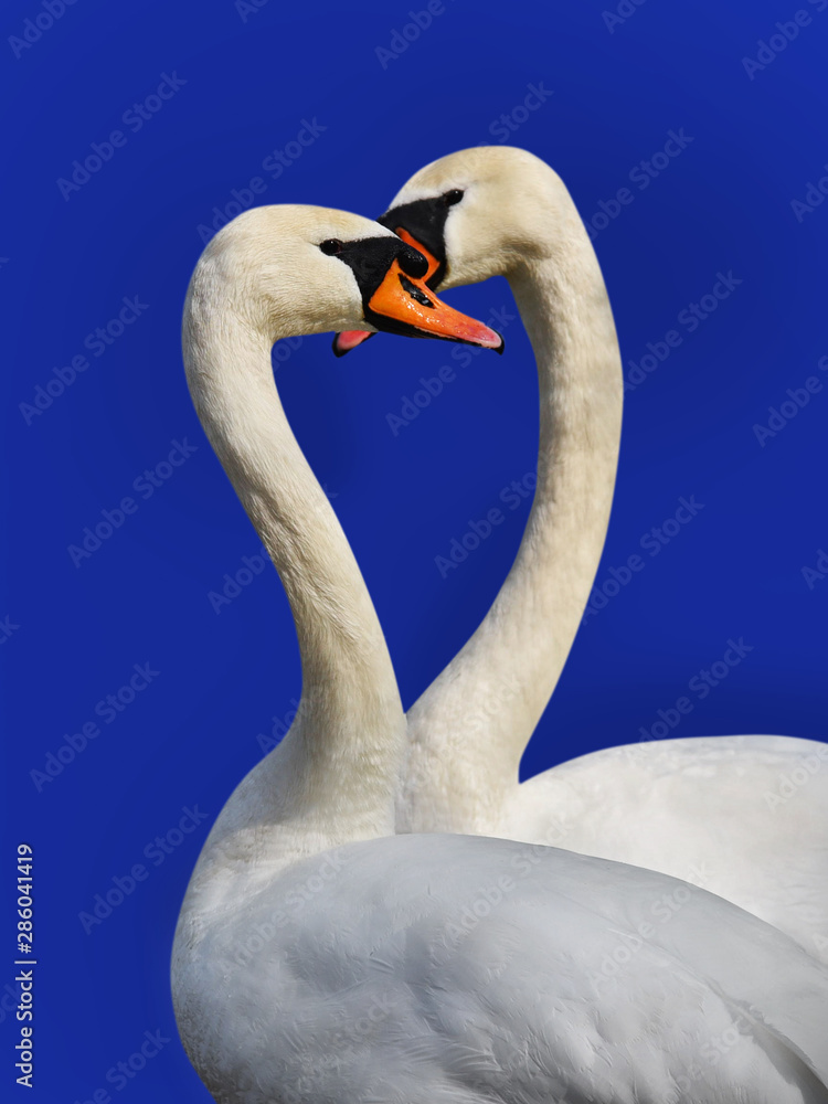 Fototapeta premium Two white swans.