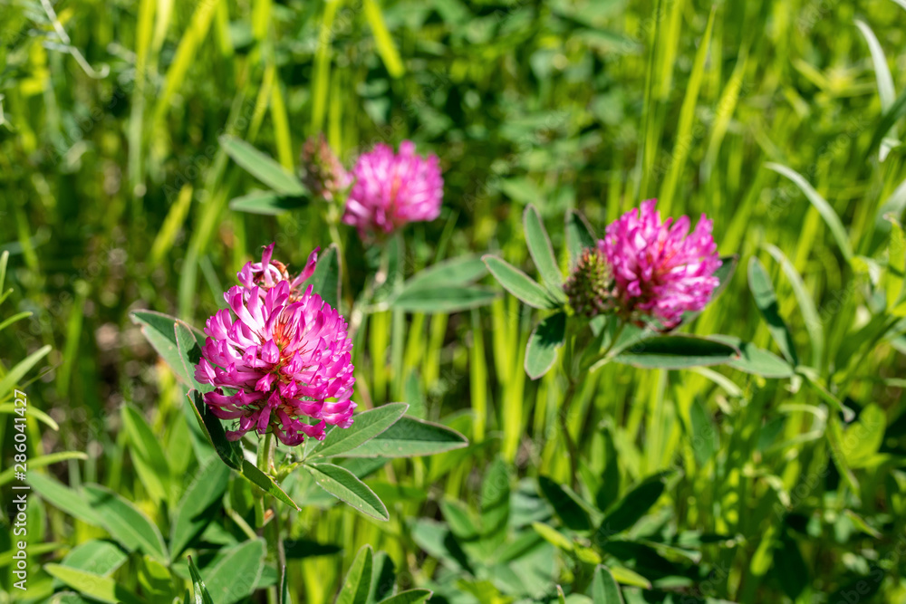 Blooming clover meadow or red clover. Trifolium pratense is edible, medicinal plant. trefoil flower illuminated by sun