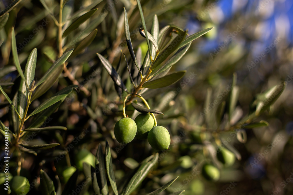 Organic and authentic dalmatian olive tree Organic and authentic dalmatian olive tree