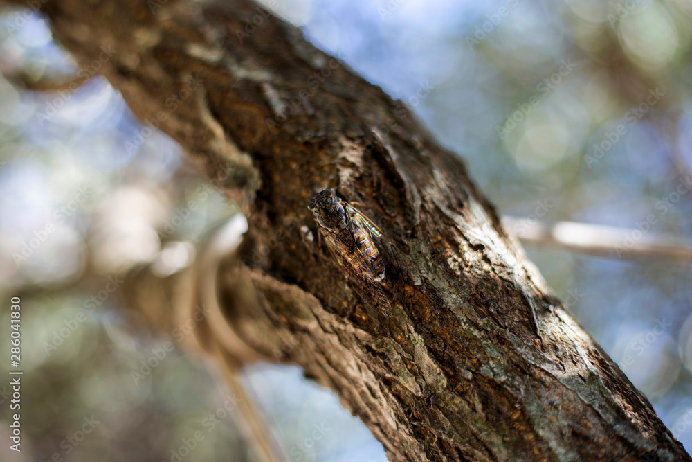 Obraz premium Cricket on tree in Dalmatia