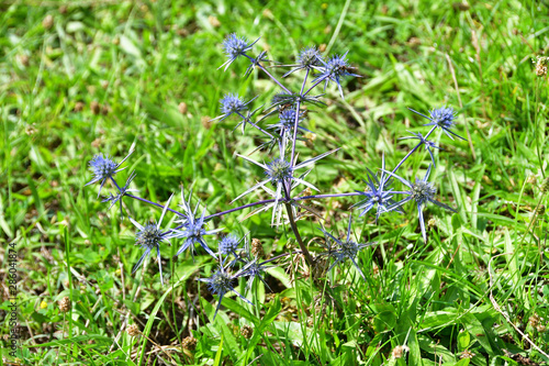 Eryngium (Eryngium planum) in the mountains of Abkhazia photo