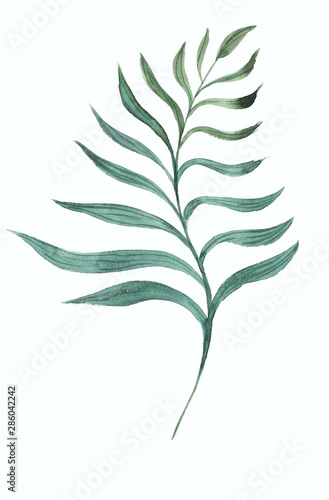 green watercolor tropical leaf. Hand drawing for print