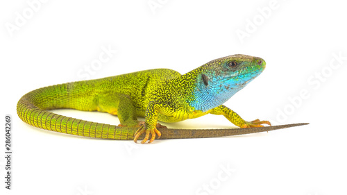 Green lizard isolated on white background