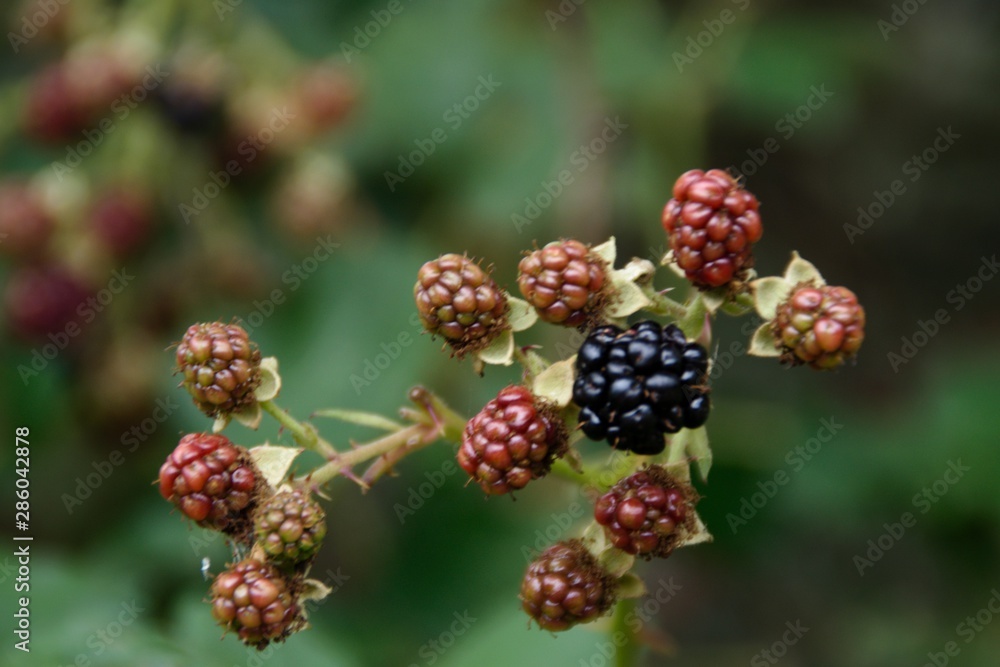 blackberries on branch blackberries on branch