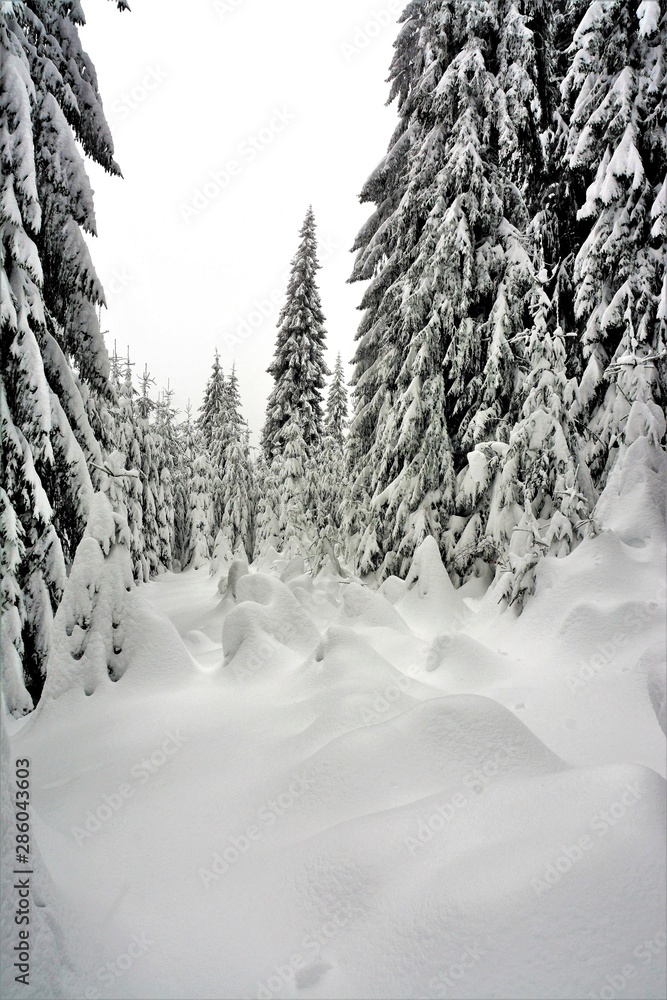 Obraz premium snow covered fir trees in the forest
