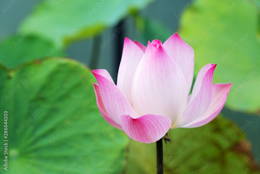 close up of beautiful lotus flower. close up of beautiful lotus flower.