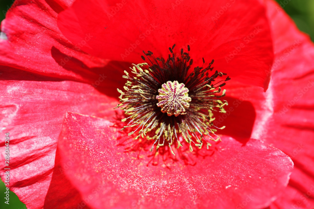 close up of beautiful red poppy flower close up of beautiful red poppy flower