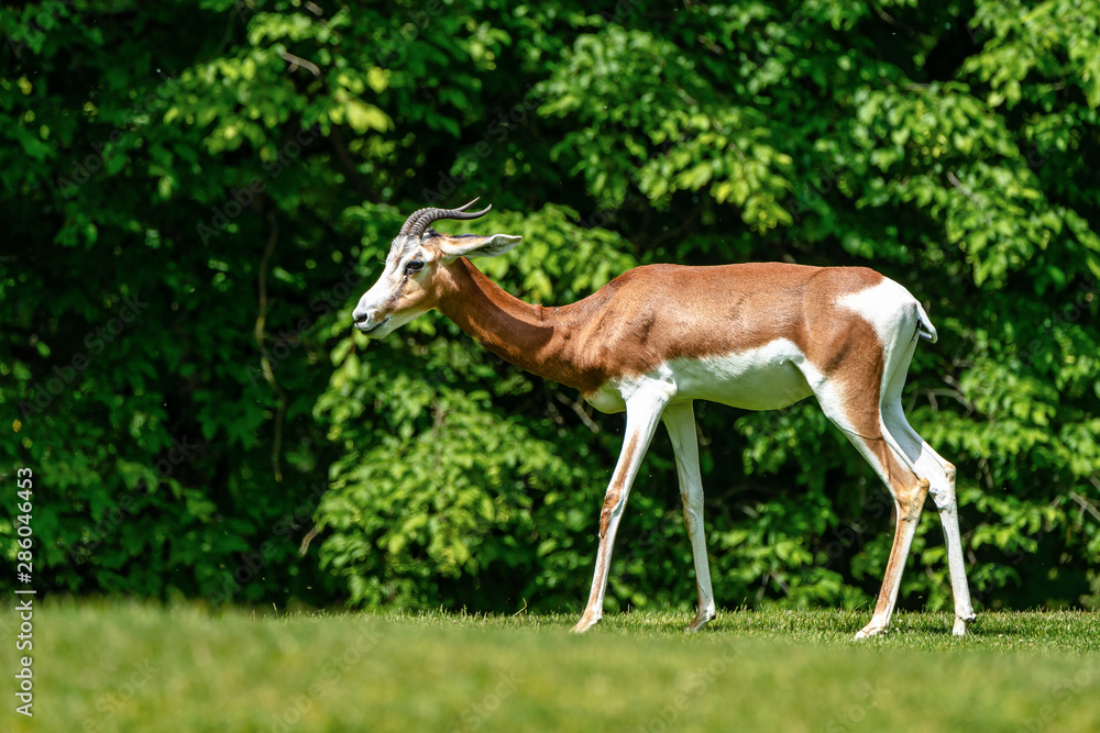 Dama gazelle, Gazella dama mhorr or mhorr gazelle is a species of gazelle Dama gazelle, Gazella dama mhorr or mhorr gazelle is a species of gazelle