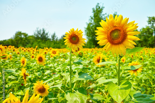 Fototapeta Naklejka Na Ścianę i Meble -  Blooming sunflower