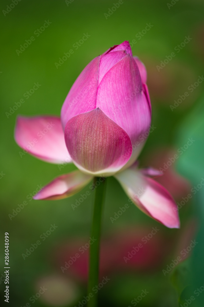 Blooming lotus Blooming lotus