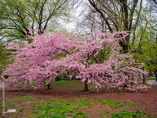 Fototapeta Naklejka Na Ścianę i Meble -  New York Central Park Cherry Blossom during Spring