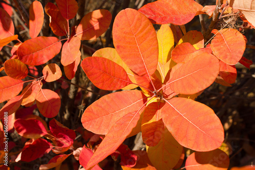 Branch with leaves tree cotinus coggygria closeup, background