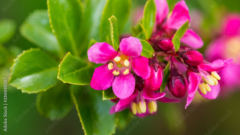 Obraz premium Escallonia Arrival