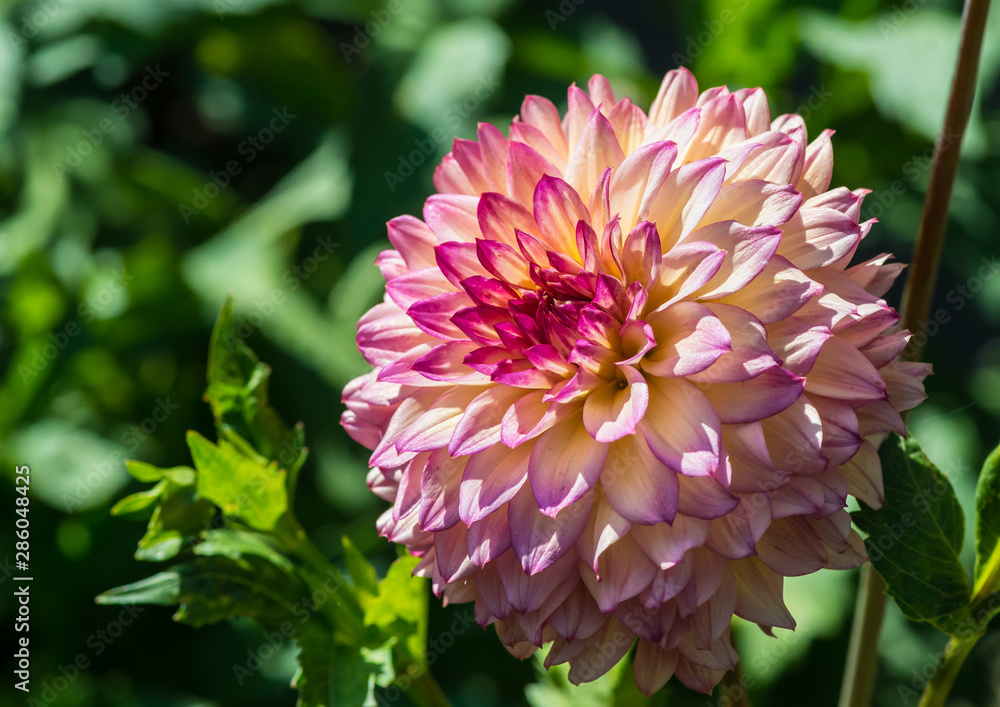 Dahlia Dahlia