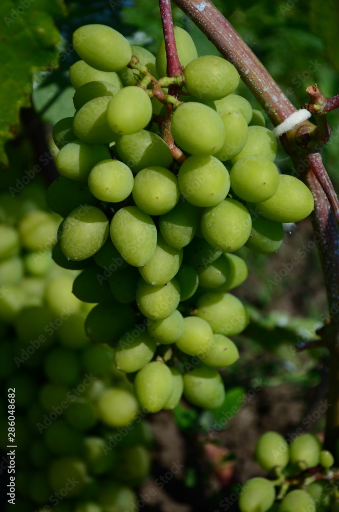 green grapes on the brunch in the garden green grapes on the brunch in the garden