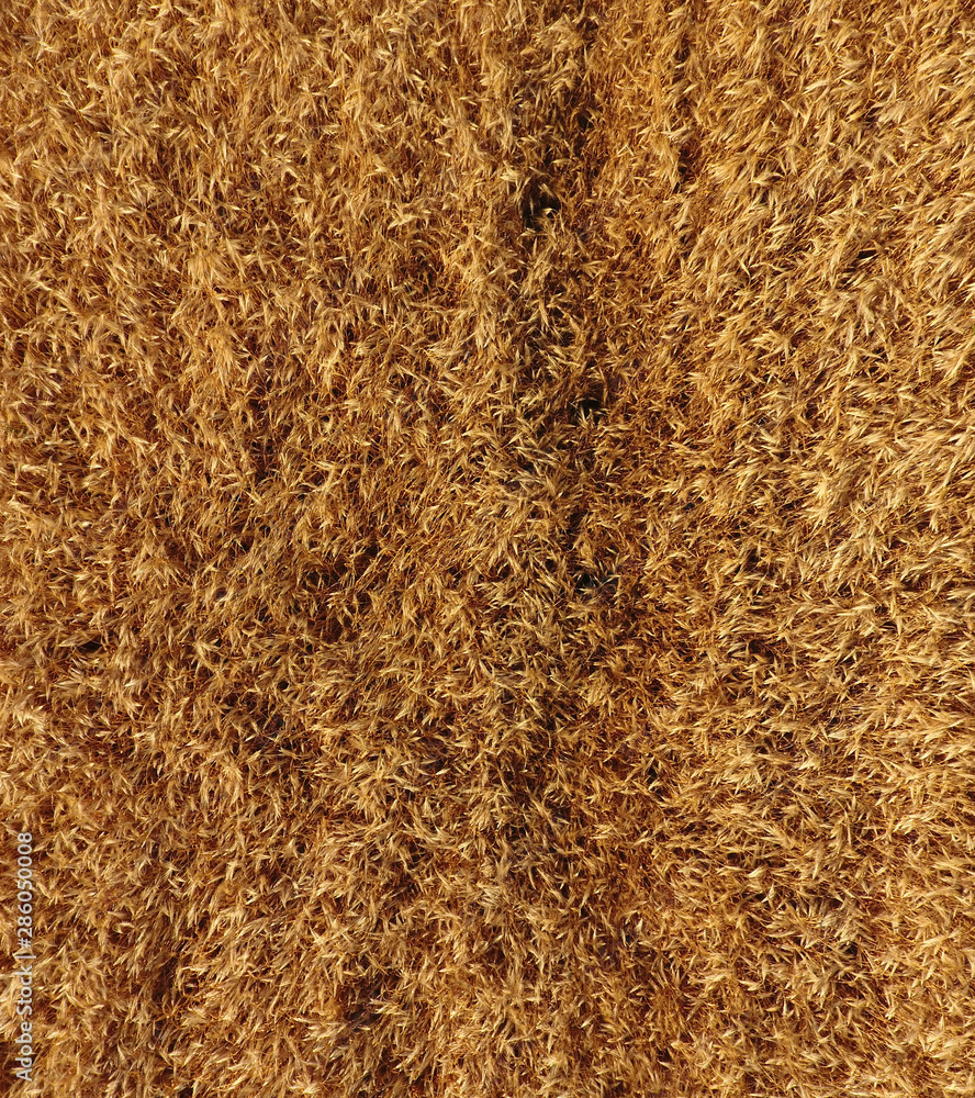 Ripe barley is a top view. The field of barley Ripe barley is a top view. The field of barley