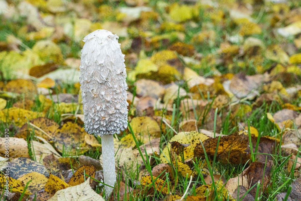 Pilz Stock Photo | Adobe Stock