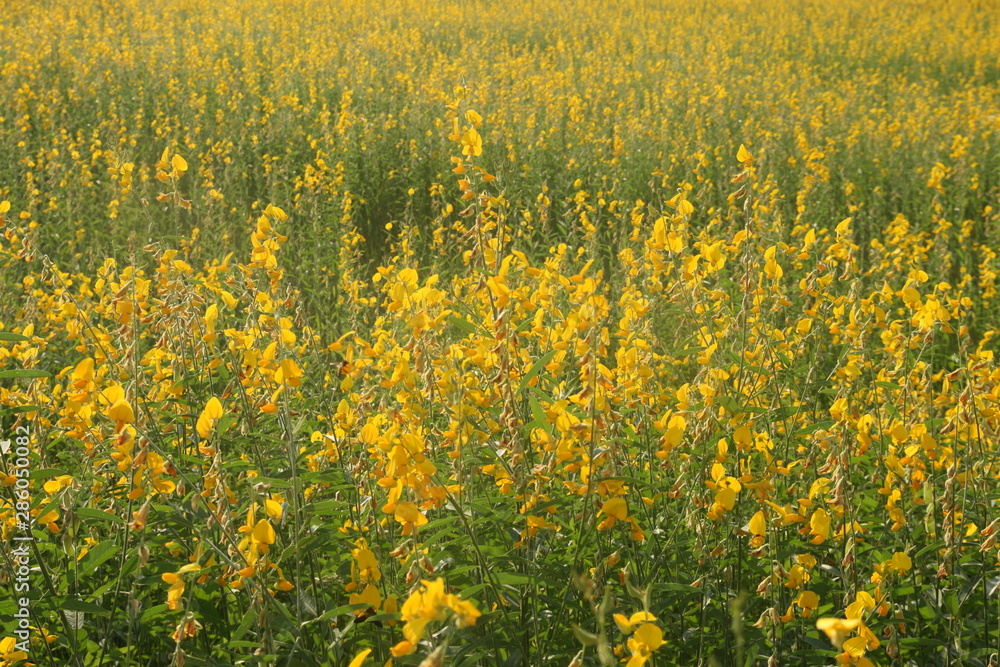 Crotalaria juncea, yellow little flower field Crotalaria juncea, yellow little flower field