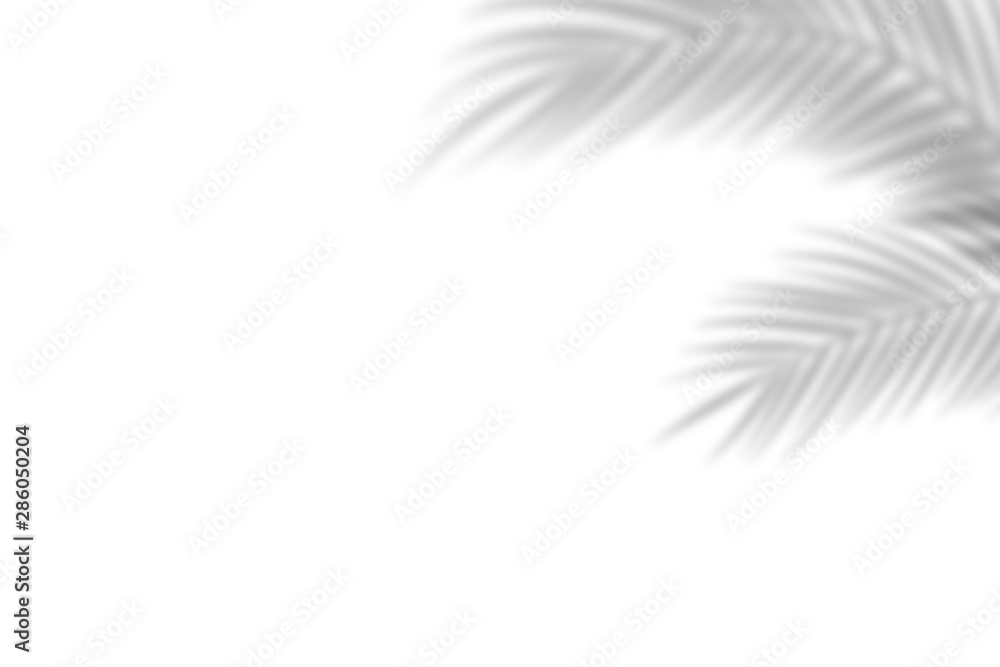 Shadow from palm leaves on a white wall background. White background, cardboard. Abstract image. Tropic concept - obrazy, fototapety, plakaty 