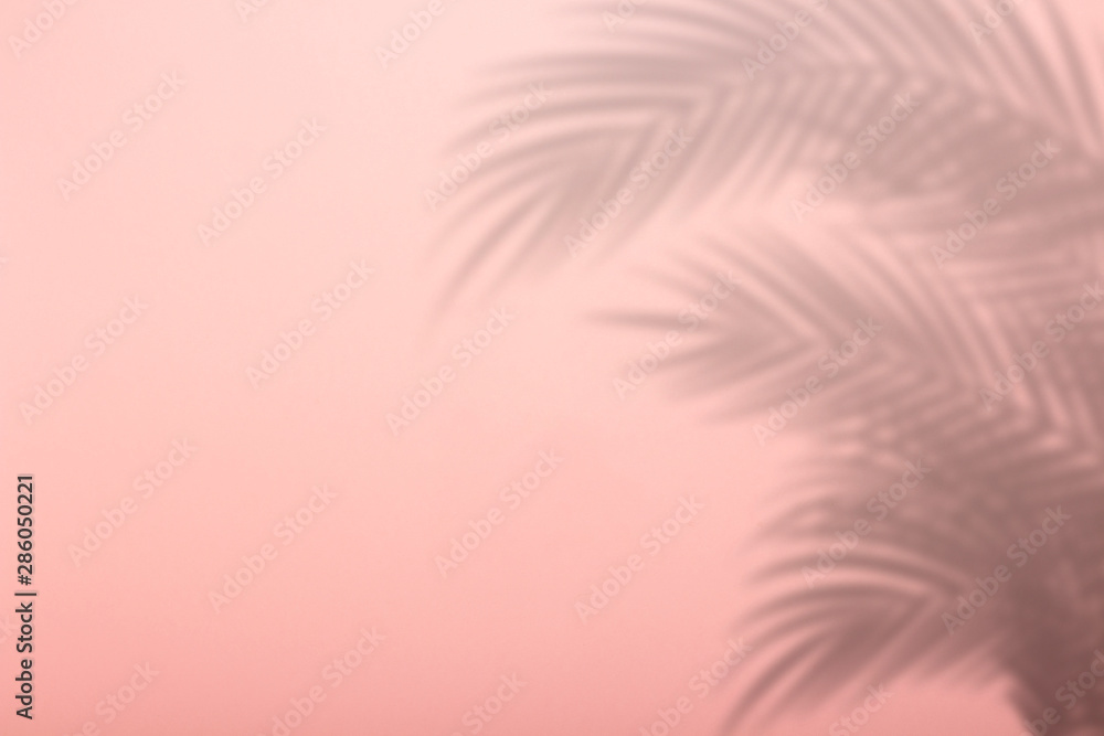 Shadow from palm leaves on a pink wall background. Pink background, cardboard. Abstract image