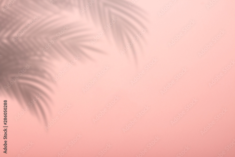 Shadow from palm leaves on a pink wall background. Pink background, cardboard. Abstract image