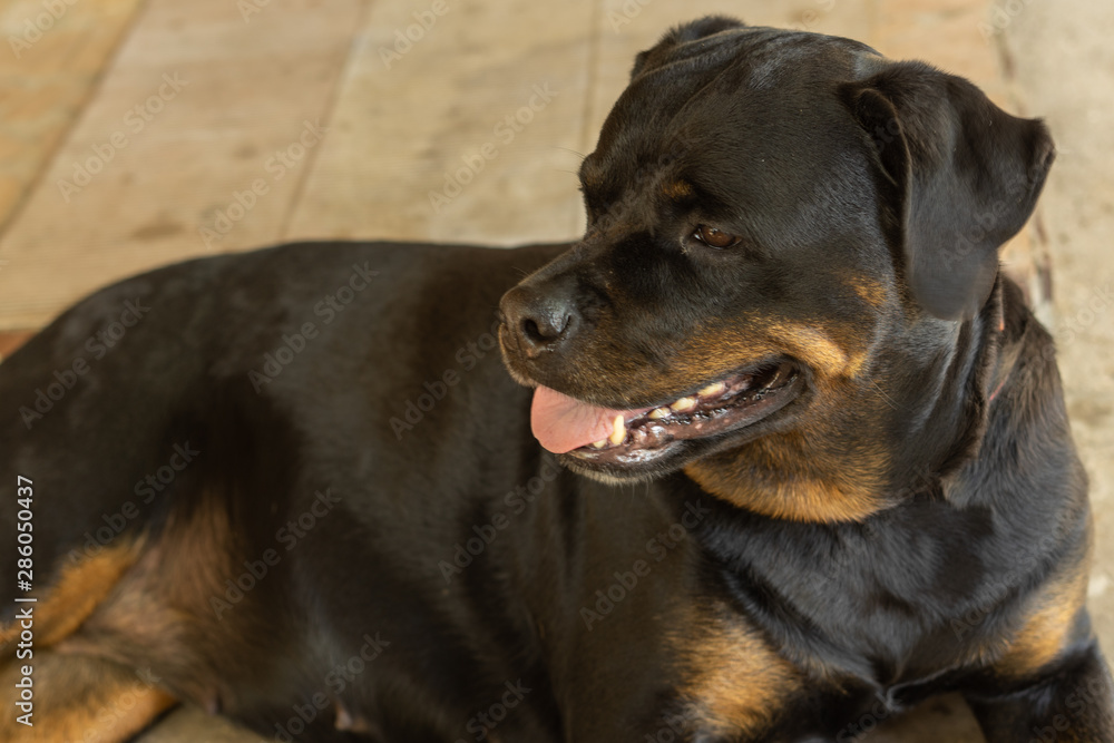 Fototapeta premium Portrait of a Rottweiler dog. Sad dog