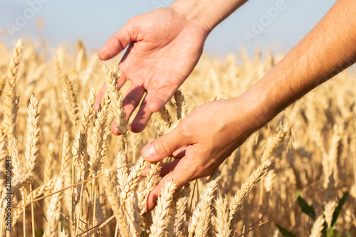 Male hand touches the ears of wheat or barley on the field. Good harvest concept, cereals, natural product.