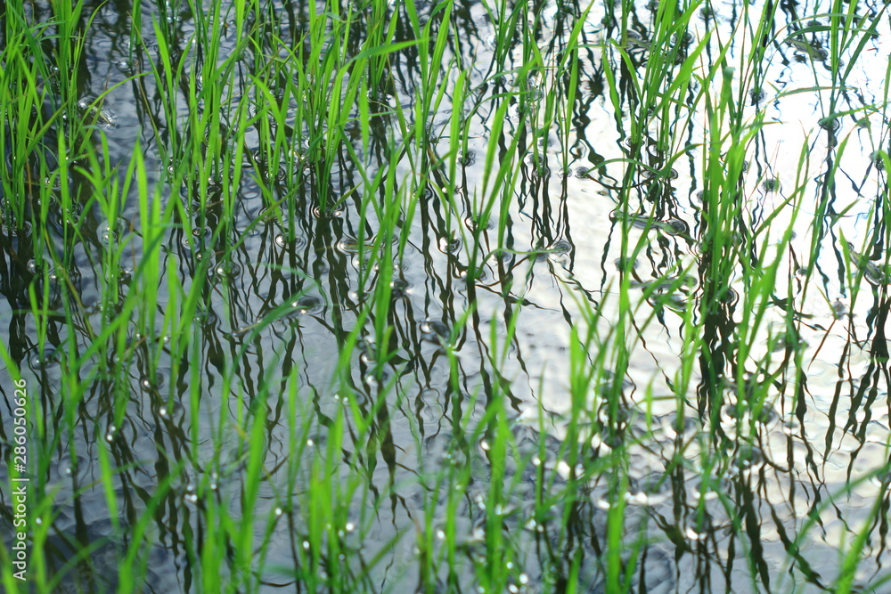 Close up rice plant on water Close up rice plant on water