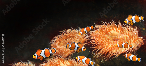 Photographie Sea anemone and clown fish
