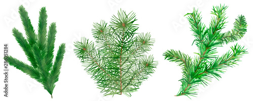 Watercolor hand painted nature coniferous set with three different christmas tree fir branches needles collection 