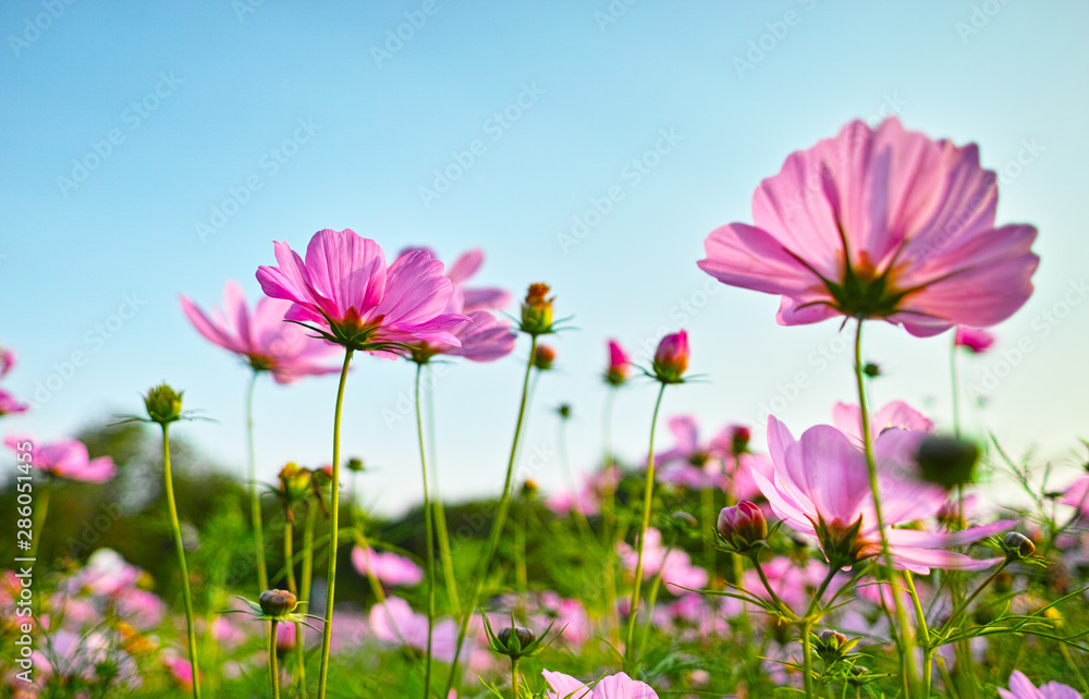 Cosmos in full bloom in Beijing Olympic Forest Park Cosmos in full bloom in Beijing Olympic Forest Park