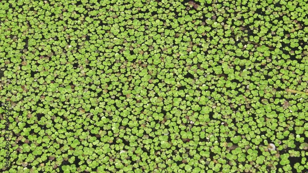 (Lemna minor) the common duckweed or lesser duckweed, is an aquatic freshwater plant of the genus Lemna. River Southern Bug, Ukraine. (Lemna minor) the common duckweed or lesser duckweed, is an aquatic freshwater plant of the genus Lemna. River Southern Bug, Ukraine.