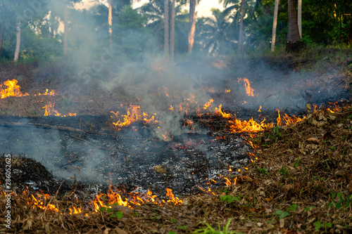Bush fire in tropical forest in island Koh Phangan, Thailand, close up