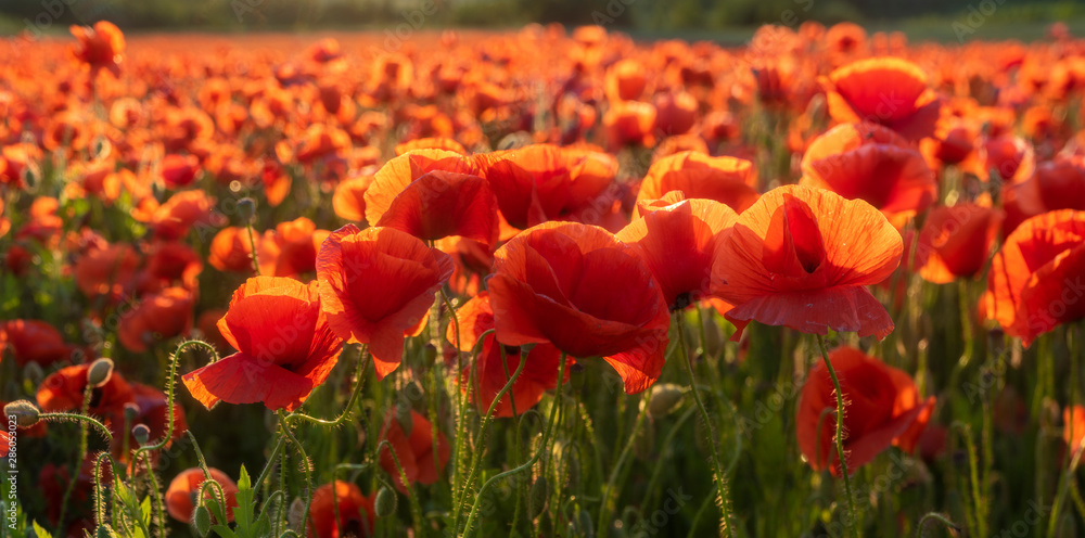 Naklejka premium panorama wspaniałych czerwonych maków oświetlonych zachodzącym słońcem