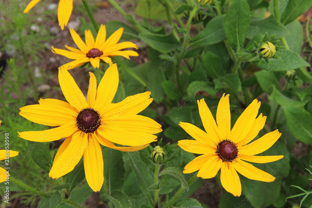 Yellow Rudbeckia flowers in the garden. Natural scene. Yellow Rudbeckia flowers in the garden. Natural scene.