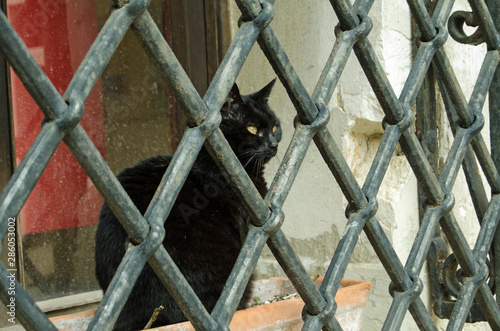 Cat behind bars, Venice