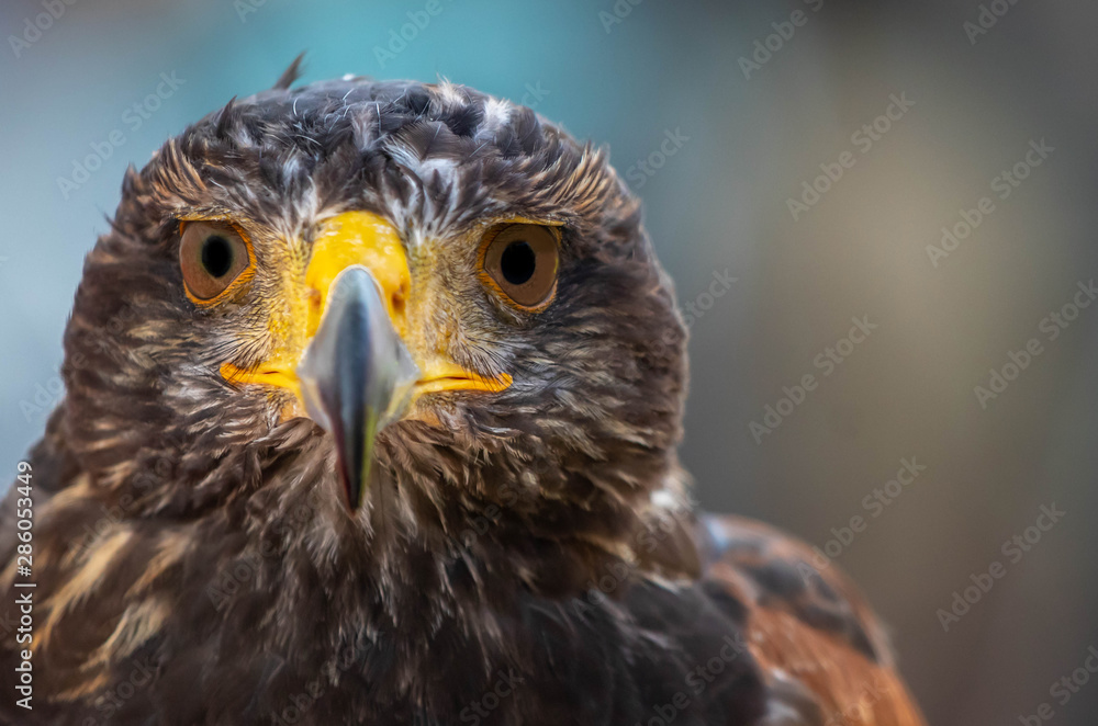 Wüstenbussard Bedrohung Greifvogel Angst, Blick in die Kamera Wüstenbussard Bedrohung Greifvogel Angst, Blick in die Kamera