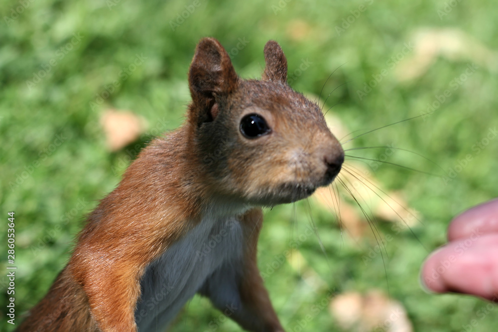 curious squirrel froze for a moment curious squirrel froze for a moment