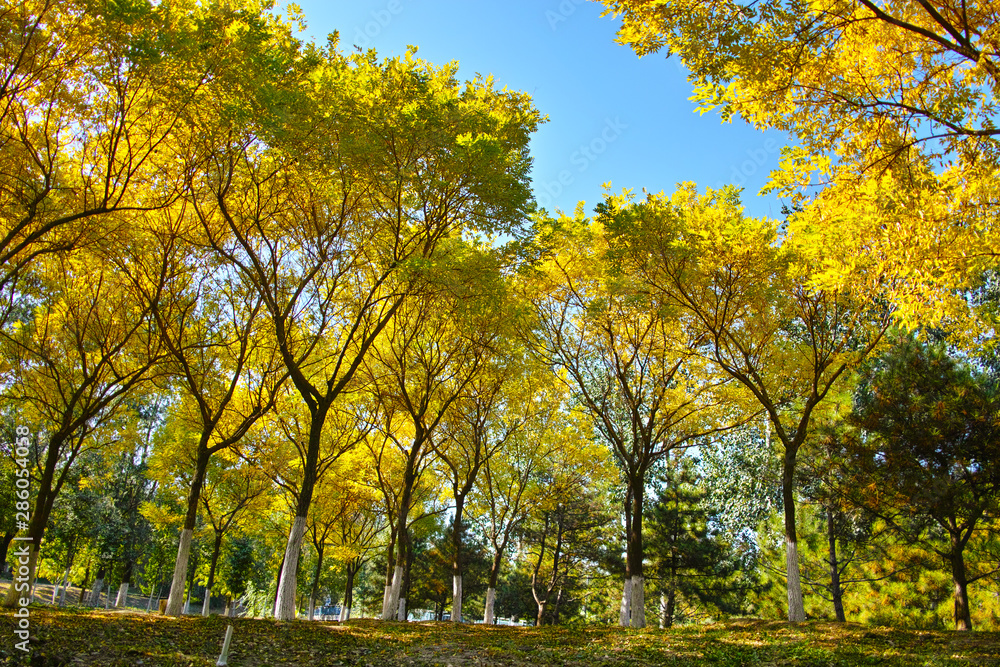 Autumn leaves in Beijing Olympic Forest Park