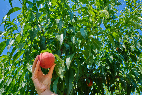 Harvesting peaches, peach in a female hand on a background of a peach tree.