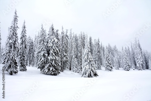 snow covered pine trees © sebi_2569