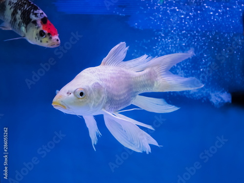 Close-up White Koi fish diving in fresh water aquarium glass tank with blue background. © Yuttana Joe